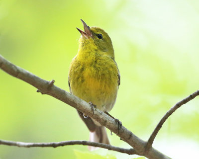 Pine Warbler - Setophaga pinus