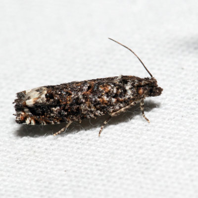 3262 - Gretchena dulciana*