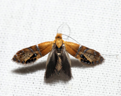 0228 - Ridings' Fairy Moth - Adela ridingsella