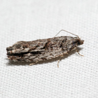 3259 - Arrowhead Moth - Gretchena deludana *