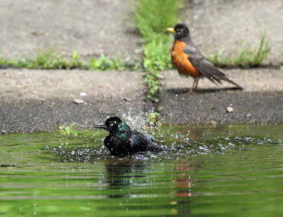Common Grackle - Quiscalus quiscula (taking a bath)