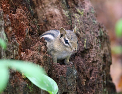 Eastern Chipmunk - Tamias striatus