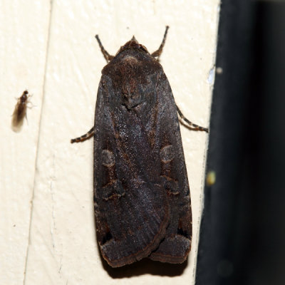 11003.1 - Large Yellow Underwing - Noctua pronuba