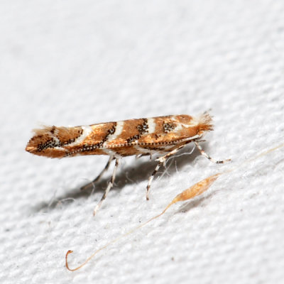 0815 - Gregarious Oak Leafminer - Cameraria cincinnatiella