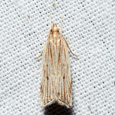 2268 - Lanceolate Helcystogramma - Helcystogramma hystricella*