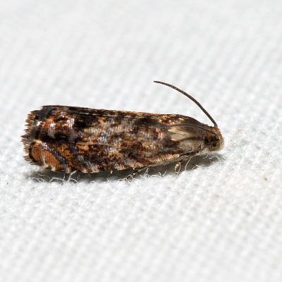  3429 – Lesser Appleworm Moth – Grapholita prunivora *