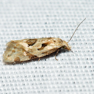 Aethes sp. *