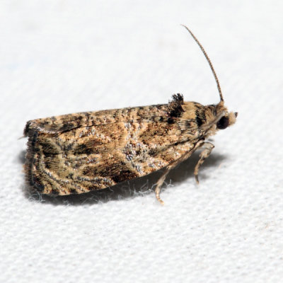 2776 - Woolly-backed Moth - Olethreutes furfuranum *