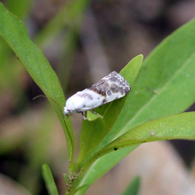 9090 - Olive-shaded Bird-dropping Moth - Ponometia candefacta