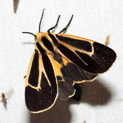 8170 - Banded Tiger Moth - Apantesis vittata