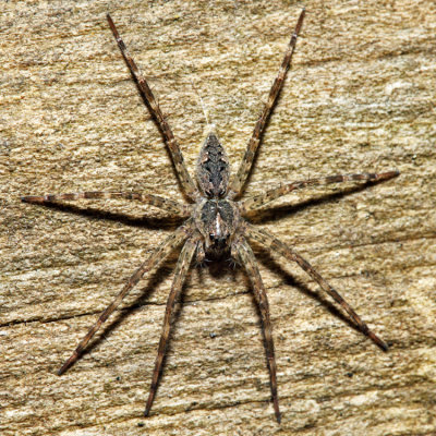 Dolomedes tenebrosus