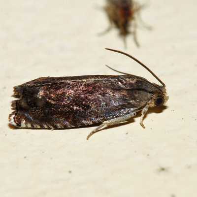 3471 – Hickory Shuckworm Moth – Cydia caryana *