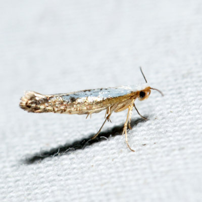 2479 - Speckled Argyresthia - Argyresthia subreticulata 6.6.7