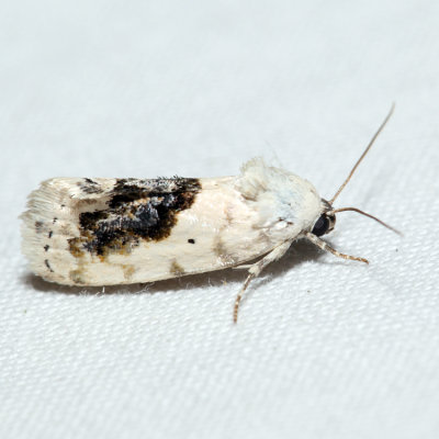 9095 - Small Bird-dropping Moth - Ponometia erastrioides 6.6.11