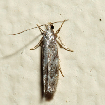 1789 - Green Hemlock Needleminer Moth - Coleotechnites apicitripunctella *