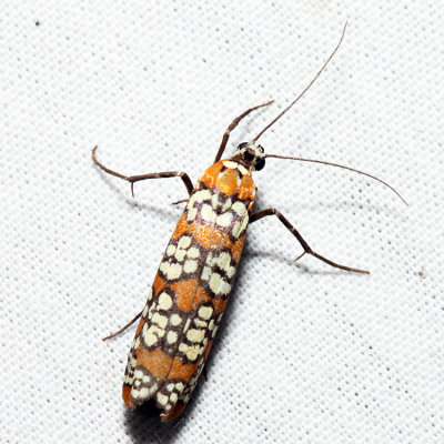 2401 - Ailanthus Webworm Moth - Atteva aurea
