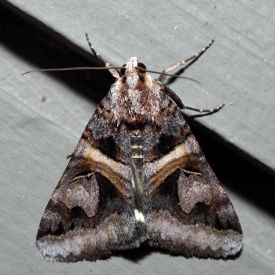 8641 - Figure Seven Moth - Drasteria grandirena