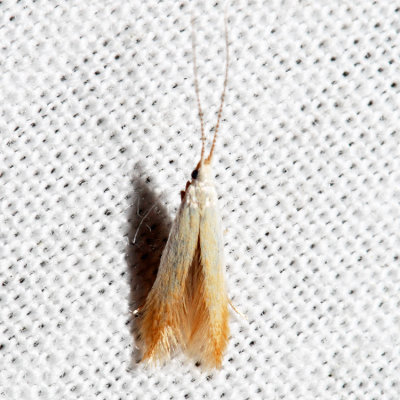 1300 - Birch Casebearer Moth - Coleophora comptoniella (possibly) *