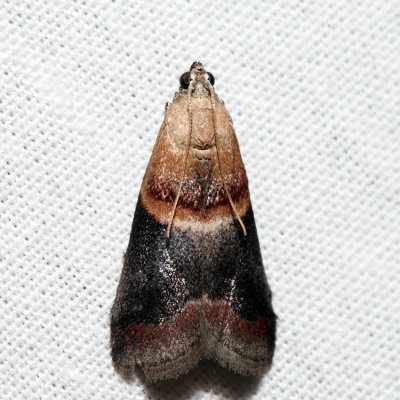  5674 - Walnut Shoot Moth - Acrobasis demotella *