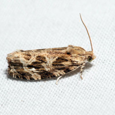 2771 - Macramé Moth - Phaecasiophora confixana*