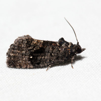 3495 - Dotted Ecdytolopha Moth - Gymnandrosoma punctidiscanum *