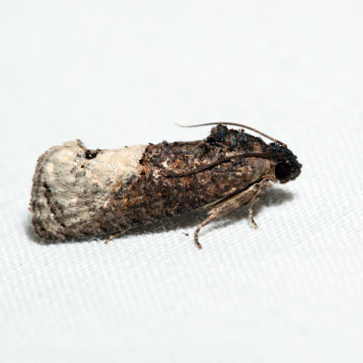 3497 - Locust Twig Borer - Ecdytolopha insiticiana *