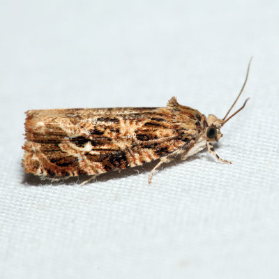 2772 - Labyrinth Moth - Phaecasiophora ?niveiguttana *