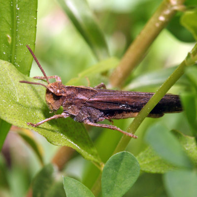 Northern Green-striped Grasshopper - Chortophaga viridifasciata (male)