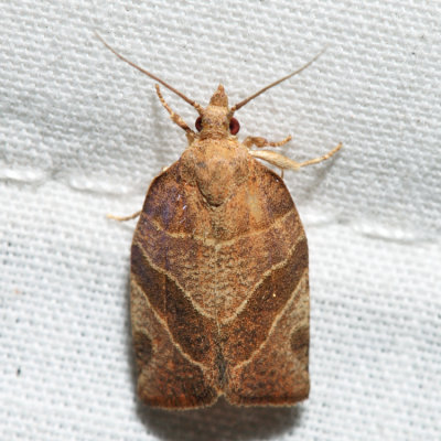 3594 - Three-lined Leafroller - Pandemis limitata *