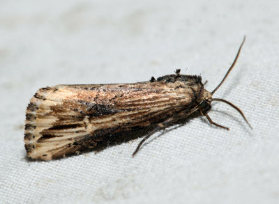 9661 - Verbena Moth - Crambodes talidiformis