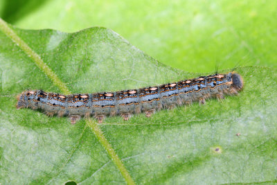 7698 - Forest Tent Caterpillar - Malacosoma disstria