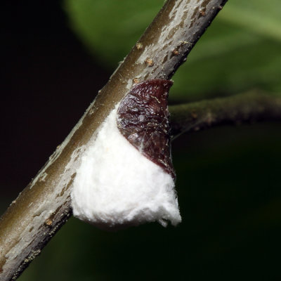 Pulvinaria sp. on Ilex (Winterberry)