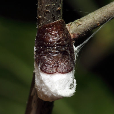 Pulvinaria sp. on Ilex (Winterberry)
