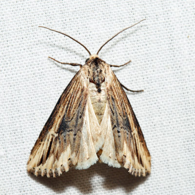 9661 - Verbena Moth - Crambodes talidiformis