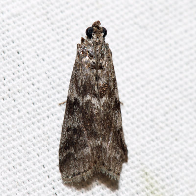 5721 – Apomyelois bistriatella