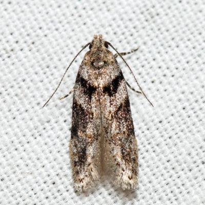 1874.99 - Pseudotelphusa sp.*
