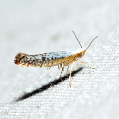 2479 - Speckled Argyresthia - Argyresthia subreticulata *