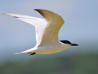 Gull-billed Tern - Gelochelidon nilotica