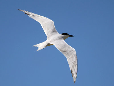 Gull-billed Tern - Gelochelidon nilotica