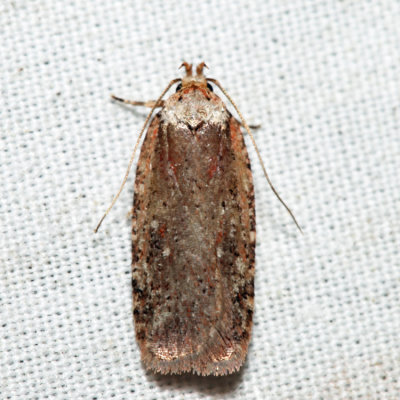 0869 – Walsingham's Agonopterix Moth – Agonopterix walsinghamella *
