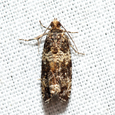 2859 - Celypha Moth - Celypha cespitana*