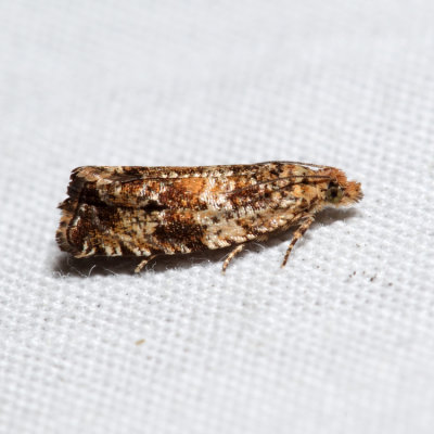2859 - Celypha Moth - Celypha cespitana *