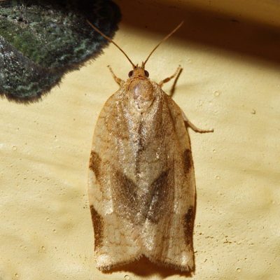  3632 - Broken-banded Leafroller - Choristoneura fractivittana*