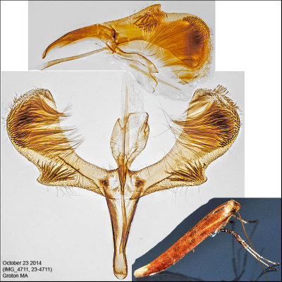 Caloptilia sp. 4711