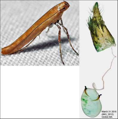 Caloptilia sp. 2812