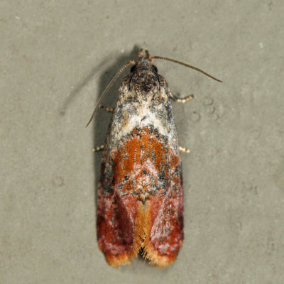 Thyralia sp. *