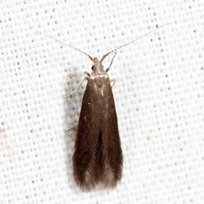 1271 - Cherry Casebearer Moth -Coleophora pruniella *