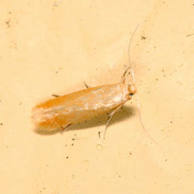 0143 - Coptotriche zelleriella/sulphurea*