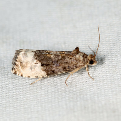 2862 - Green Budworm Moth - Hedya nubiferana*