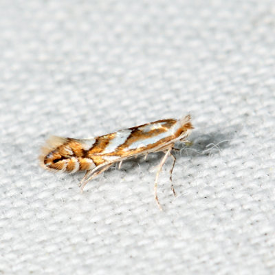 0784 - Cherry Blotch Miner - Phyllonorycter propinquinella 6.17.15*